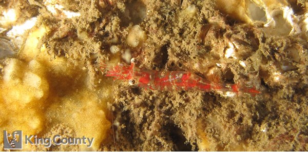 Photo of Eualus townsendi